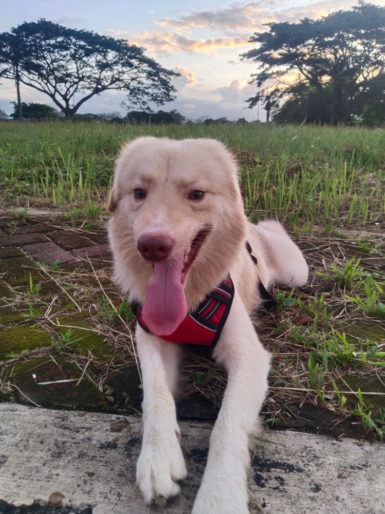 A happy dog who loves his afternoon run.