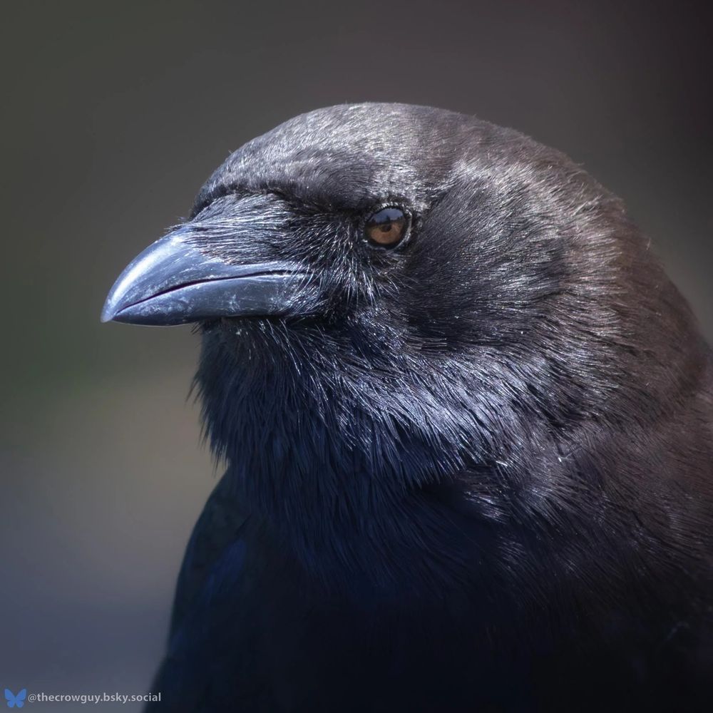 Portrait of a grumpy-looking crow. His human friend calls him "Oregano". Source: https://www.reddit.com/r/crowbro/s/Im9JRMQ1En