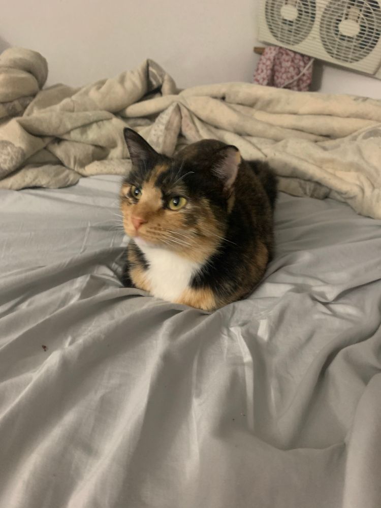 Mazikeen (calico cat) on the bed, legs tucked under her