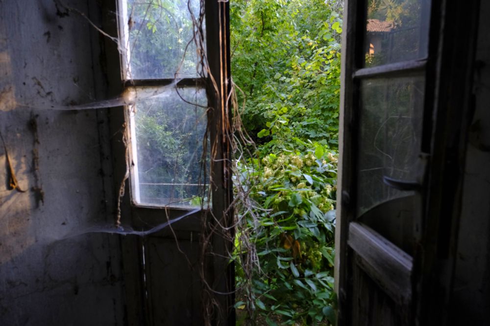 A view through a partially open window, there are big cobwebs adorning the window, while outside we see trees and a hops plant in flower.