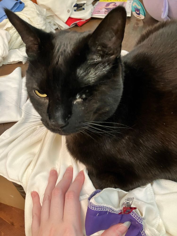 A black cat on white fabric. 