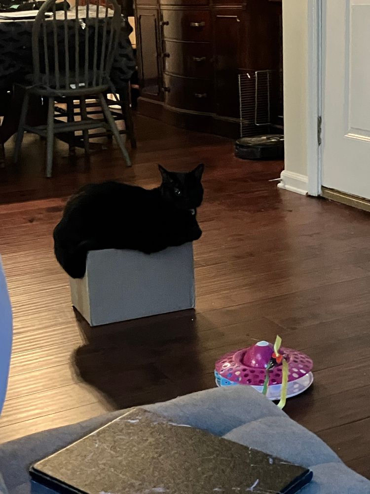 A black cat sitting on top of a cardboard box. 