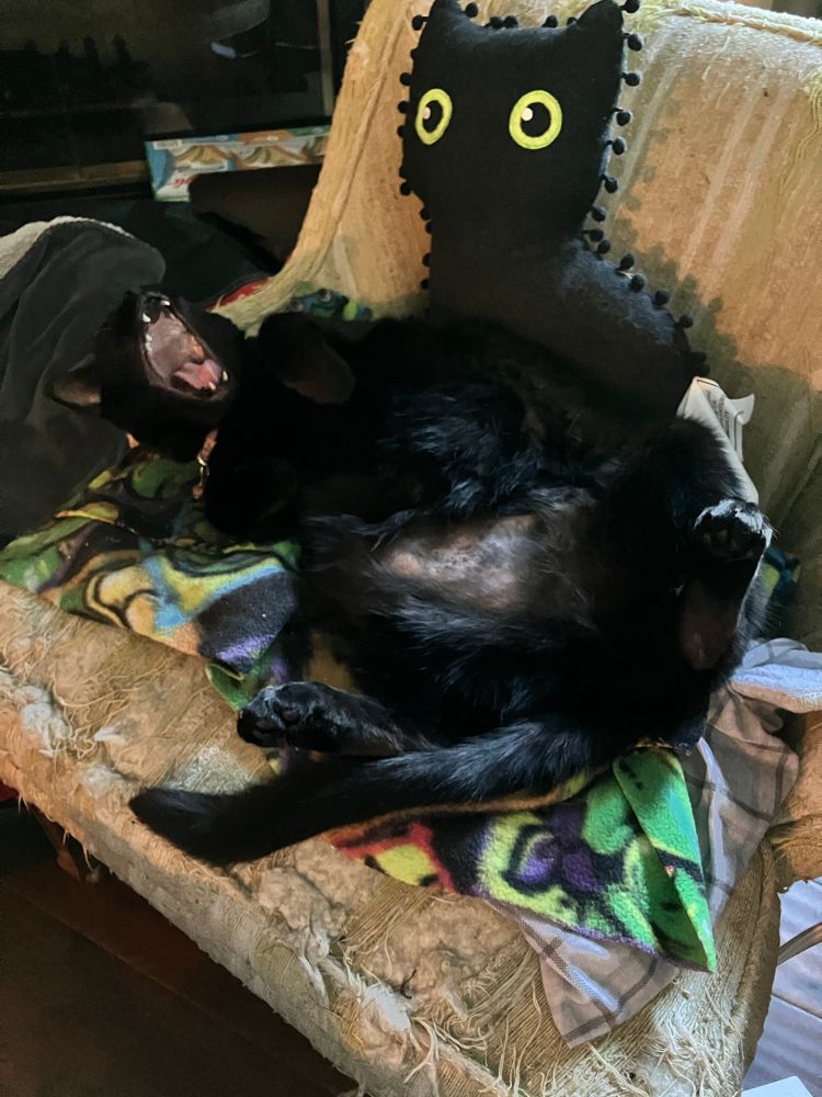 A black cat lying on its back yawning. 