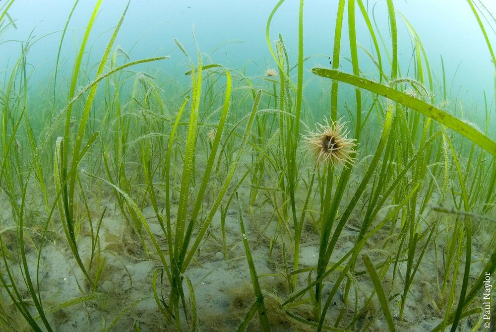 A seagrass seabed with anemone.