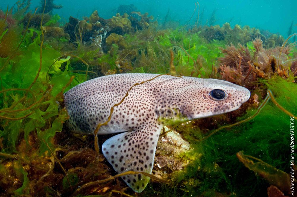 A Spotted Catshark hiding in sea weeds.