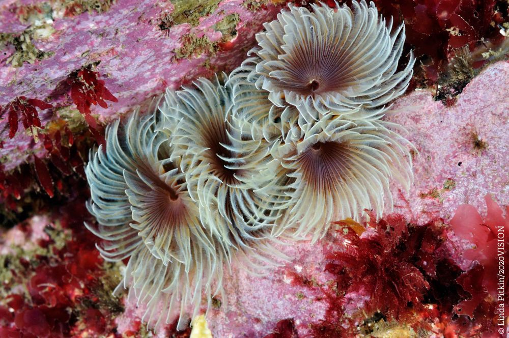 A white banded tentacles in a double spiral inbetween pink rocks and seaweed.