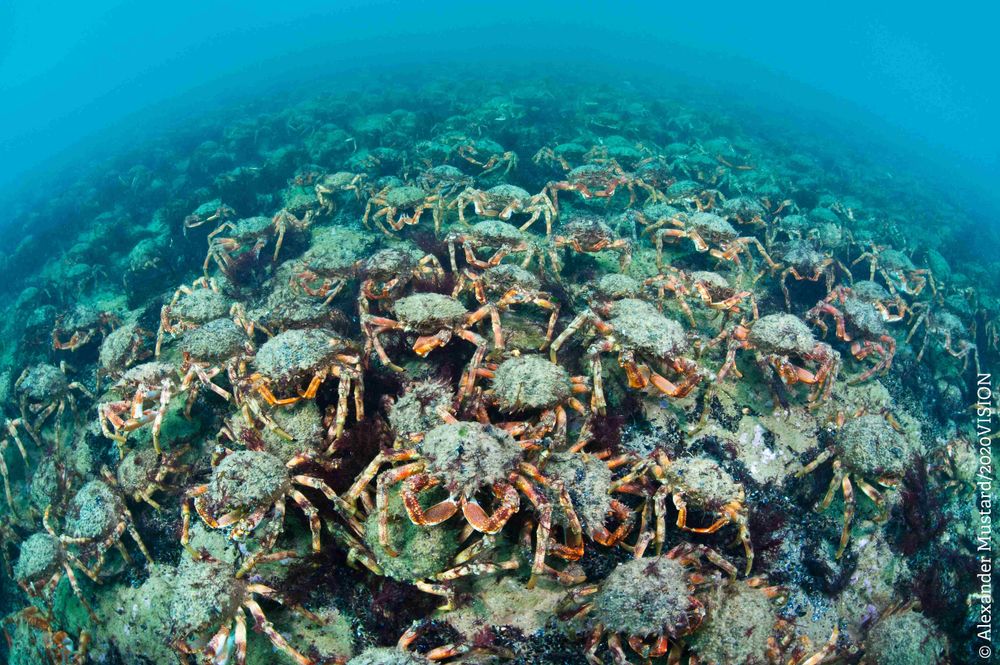 A mass gathering of Spiny Spider Crabs - orange crabs with long, spindly legs like a spider. They have an oval, spiky shell that is often covered in algae.