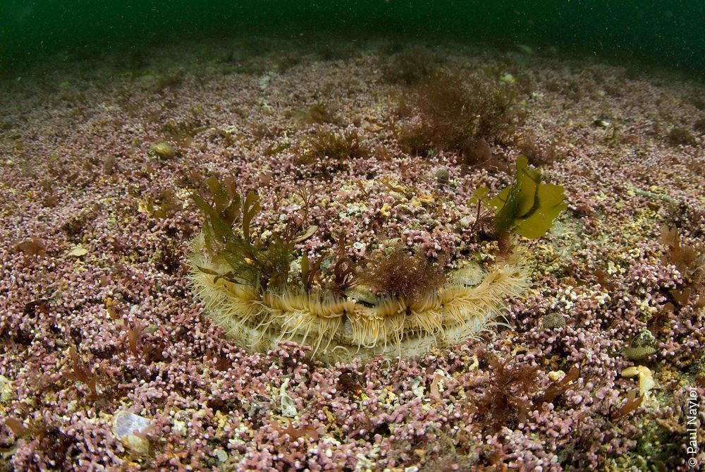 A Great Scallop on the seabed.