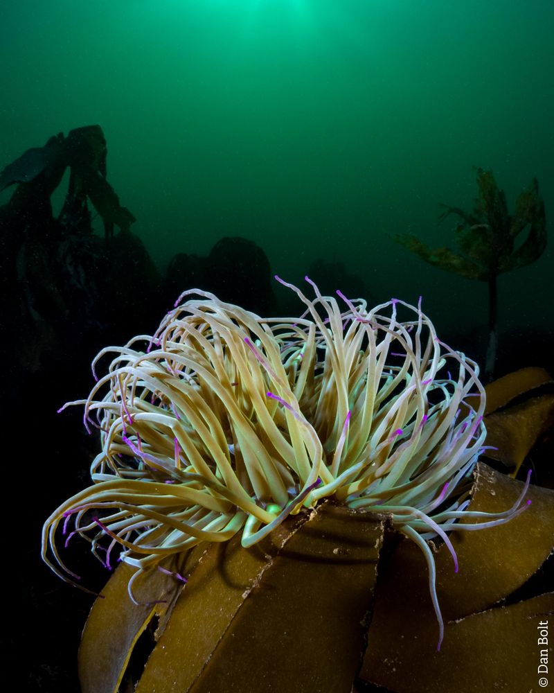 A green and purple Snakelocks Anemone in a kelp forest underwater.