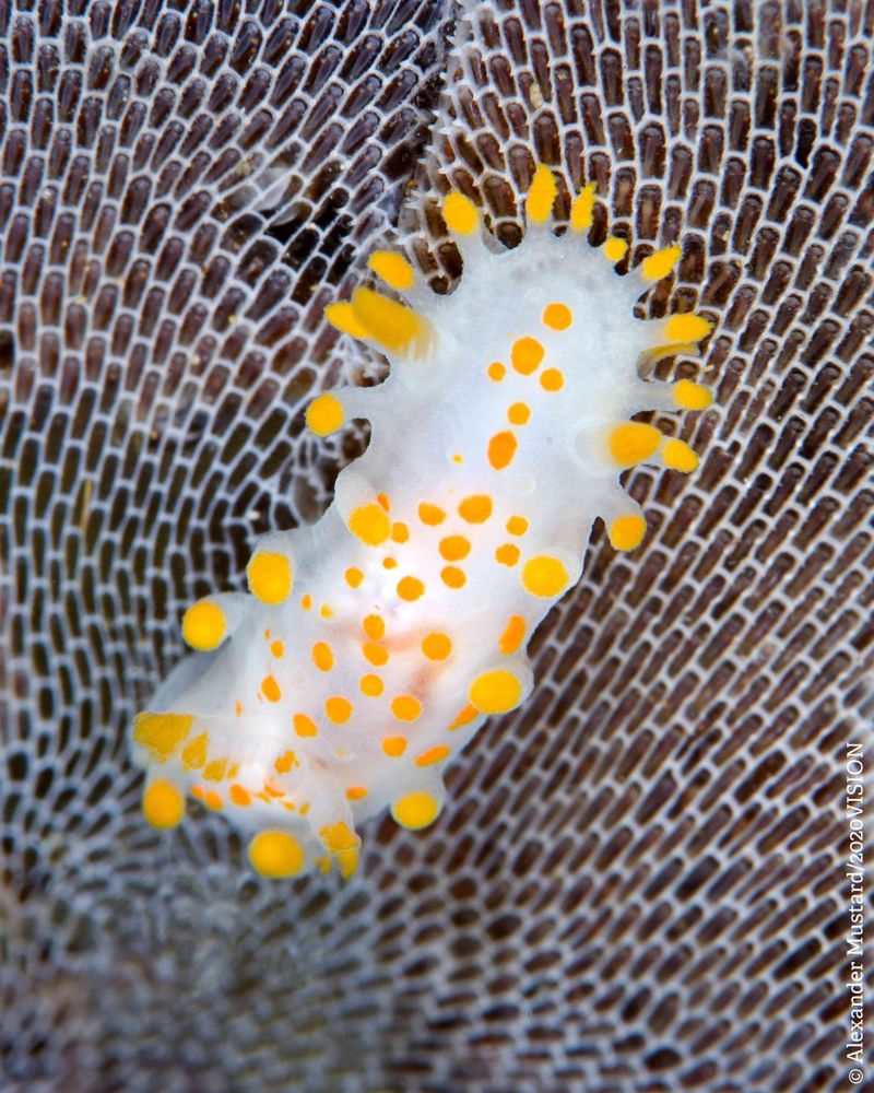 An Orange Clubbed Sea Slug. It has a white body covered in bright orange spots and orange tipped stalks or clubs.