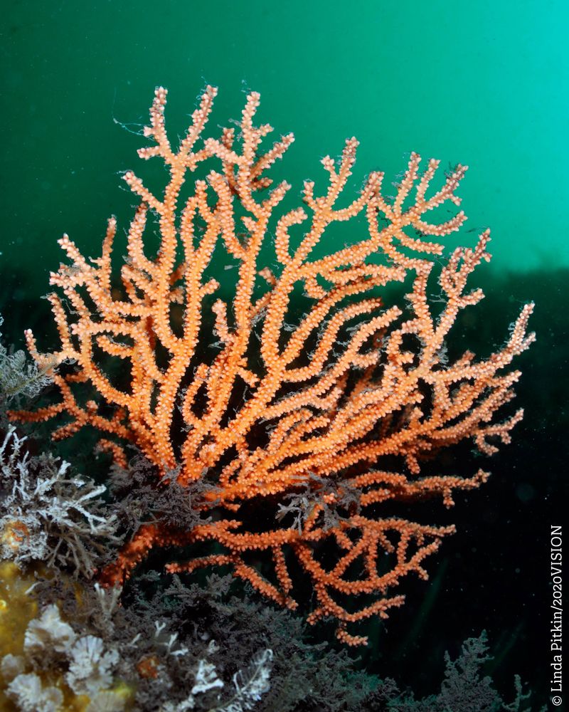 A Pink Sea Fan. An orange branching coral underwater.