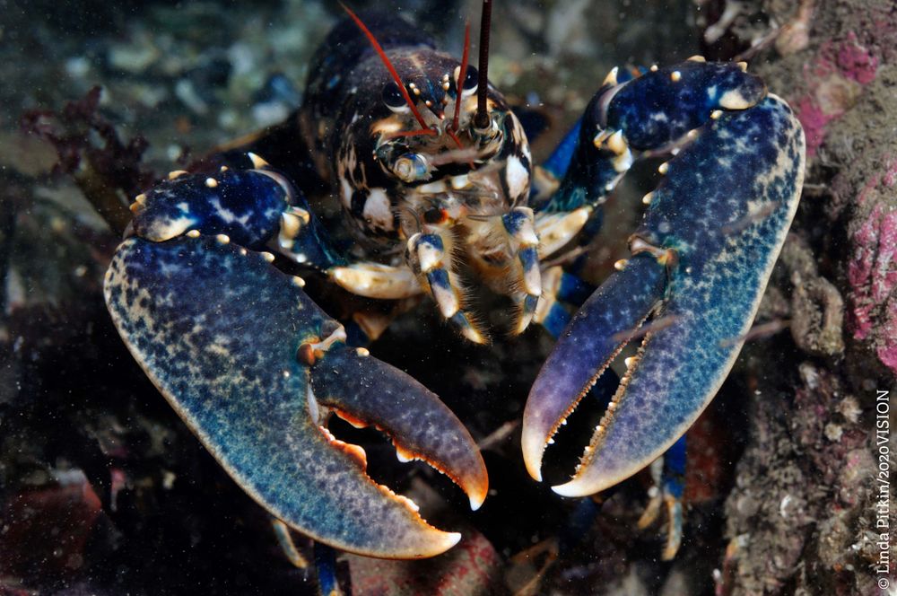 A Common Lobster in a rocky crevice. It is a deep blue colour, with 2 red antennae and 2 large pincers.