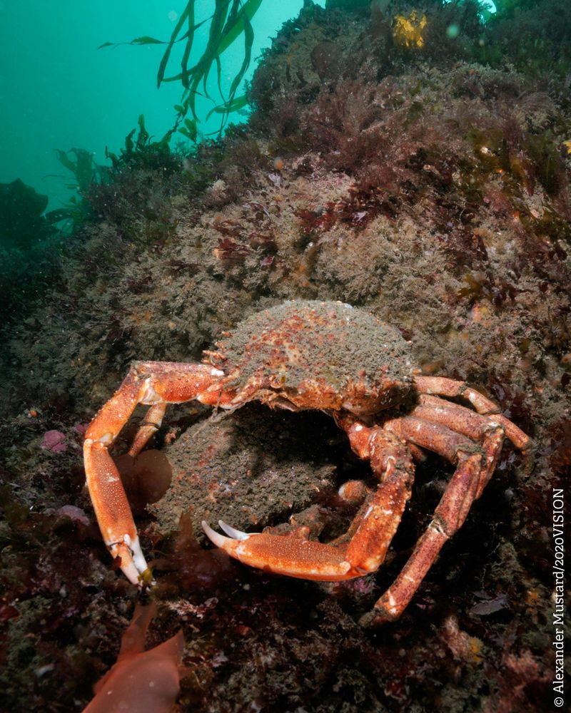 A Spiny Spider Crab - an orange crab with long, spindly legs like a spider. They have an oval, spiky shell that is often covered in algae.
