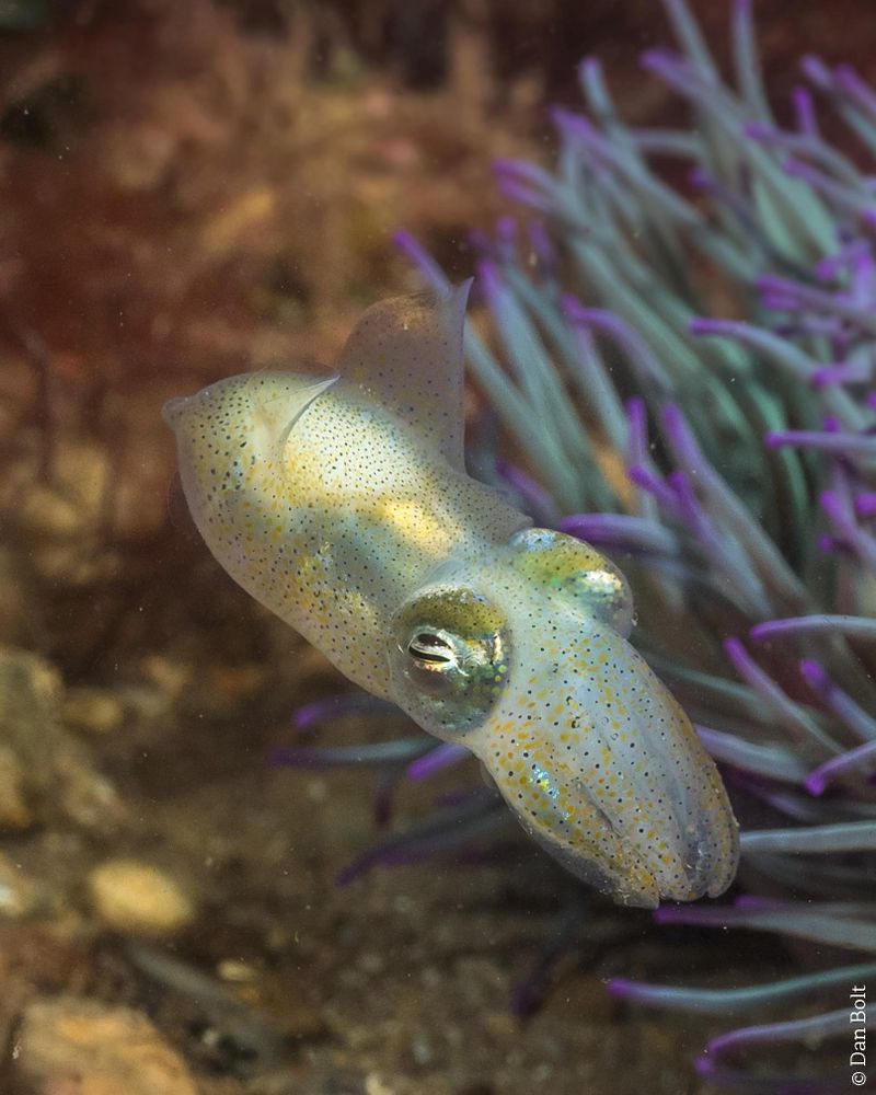 A Little Cuttlefish in front of a purple anemone. It has a rounded cup-like body and protrusive eyes. It is pale with brown and white blotchy markings.