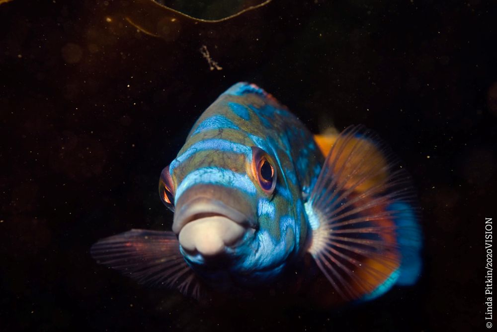 A male Cuckoo Wrasse - a large, slender fish with electric blue markings on his head and back.