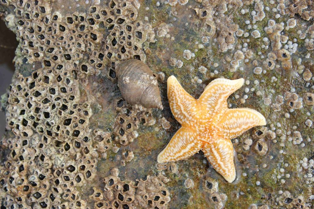 A starfish and snail in a rockpool.