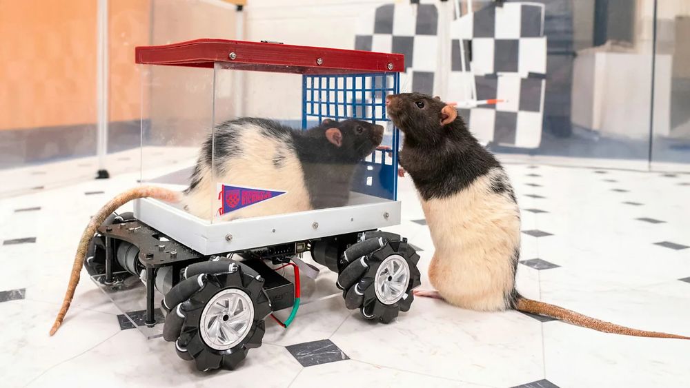 Image of rats driving a little experimental rat car in their play area.