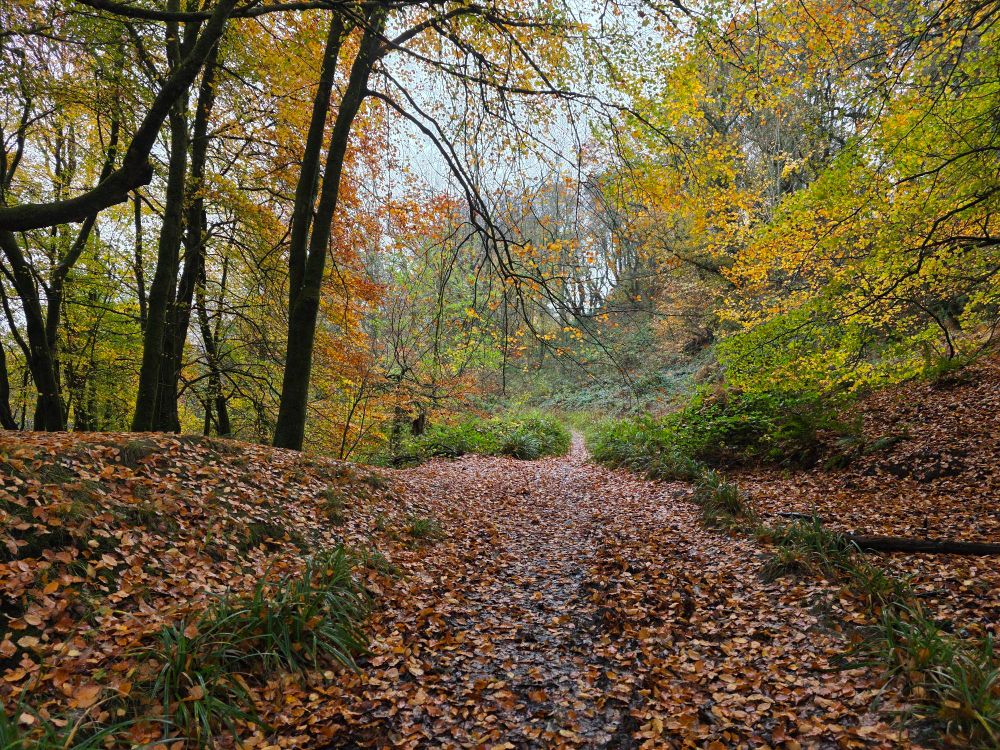 Autumnal forest scene. Trees and a path covered with golden brown leaves.