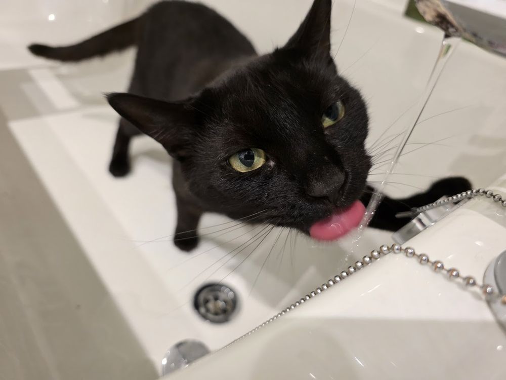 A black cat stood in a bath, drinking from the tap. His tongue is sticking out. Only his eyes and nose are in focus, the rest is blurry, making him seem out of proportion. 