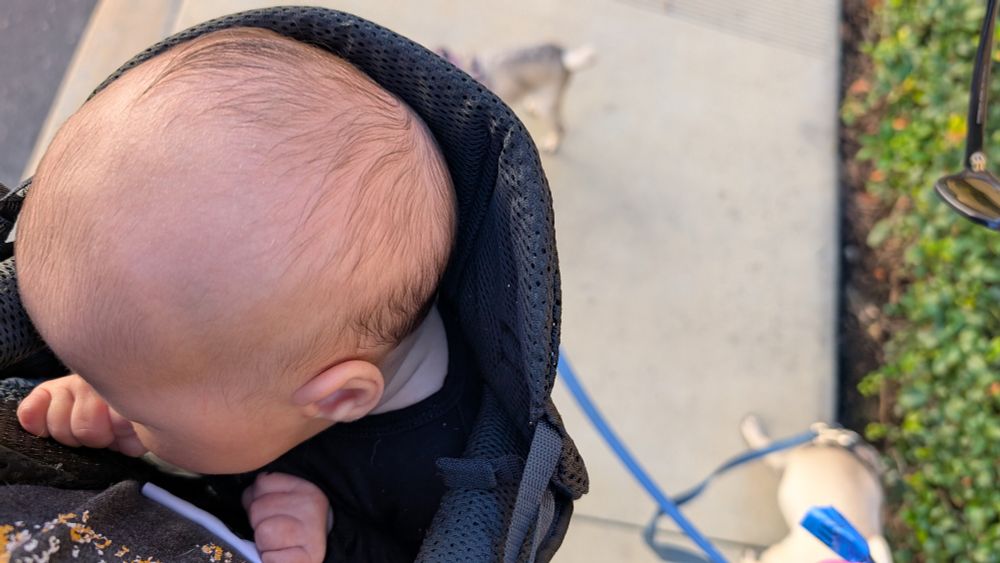 Baby head and pug butts