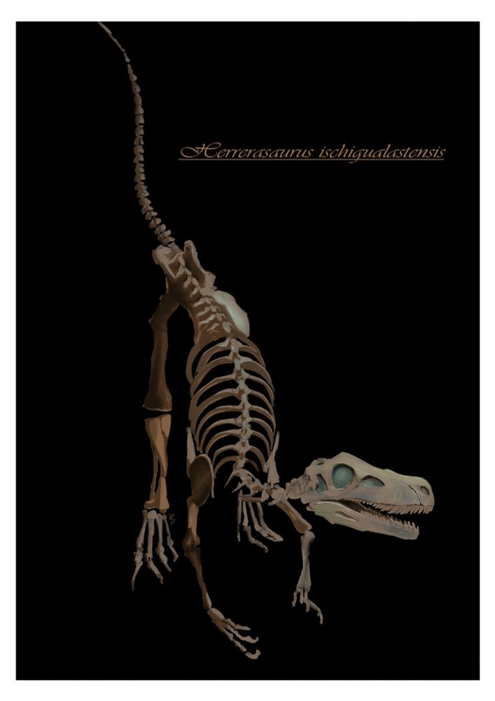 Digital illustration of a dinosaur skeleton, specifically Herrerasaurus ischigualastensis, over a black background

Ilustración digital de un esqueleto de dinosaurio, Herrerasaurus ischigualastensis, sobre fondo negro.