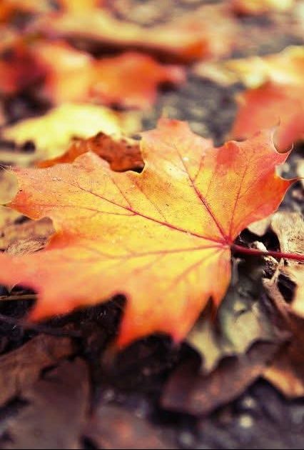 Das Bild zeigt ein Nahaufnahme eines leuchtend orange-roten Herbstblattes, das auf einem Untergrund aus weiteren, unscharfen Blättern und Erde liegt.    Netzfund