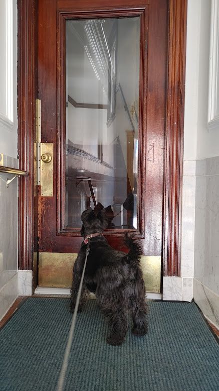 dog. scottish terrier.