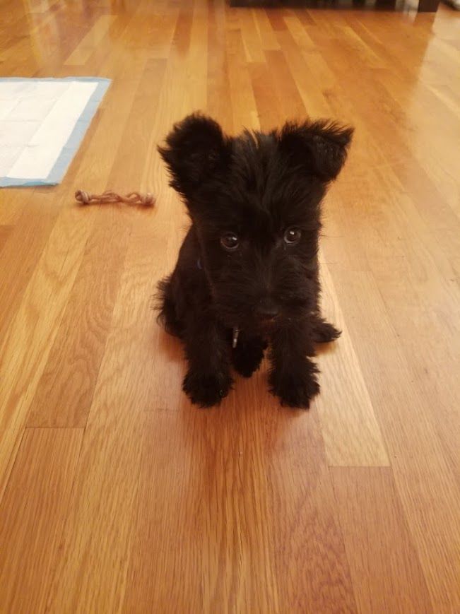 dog. scottish terrier. puppy.