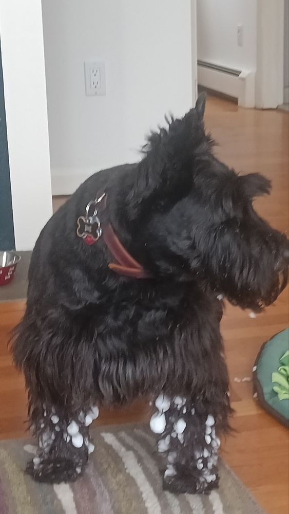 dog. scottish terrier. Aristotle quote.