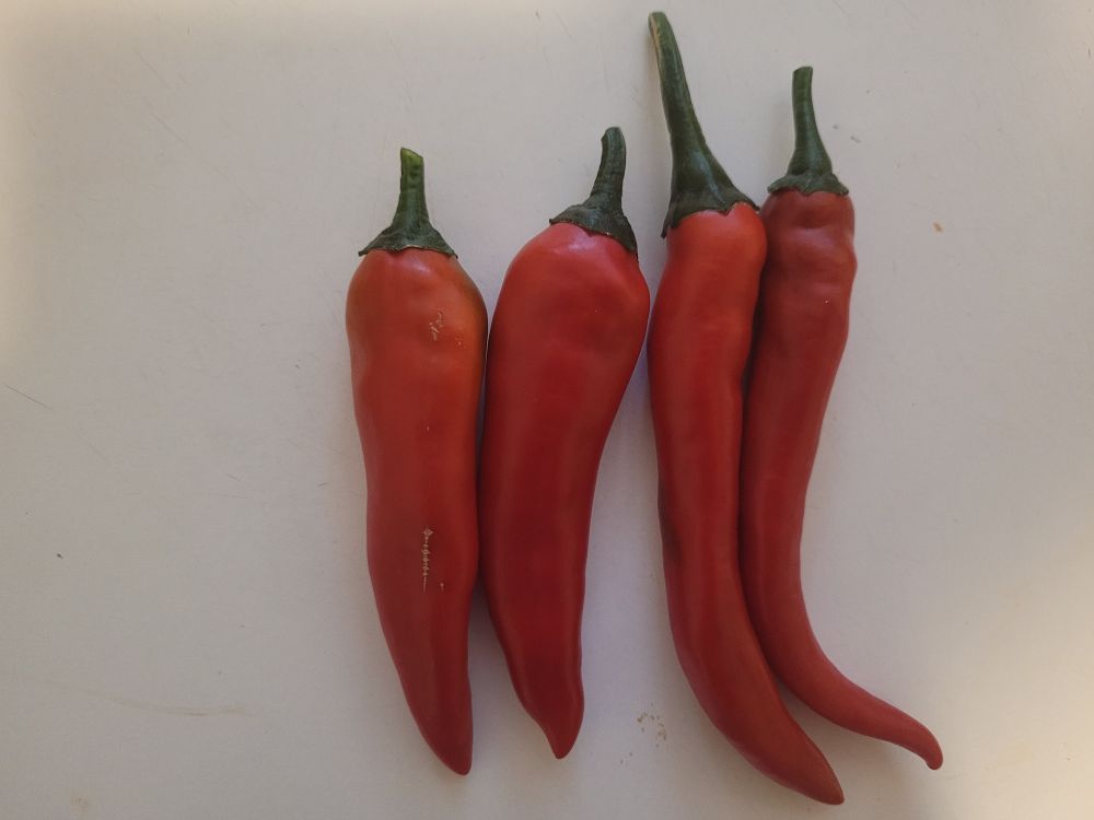 Vier rote Chilischoten 