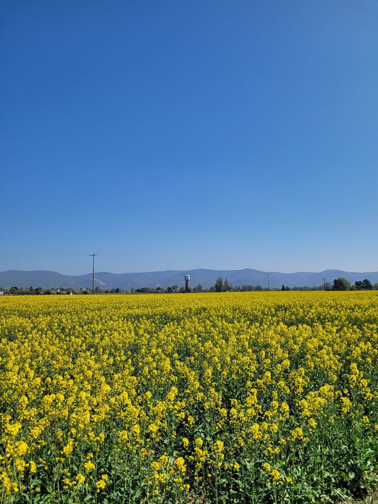 Ein knallgelbes Rapsfeld, darüber wolkenlos blauer Himmel. Am Horizont ein Wasserturm und Bäume, dahinter Berge. 