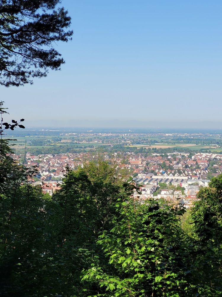 Aussichtsstelle im Wald, Blick auf Heidelberg, in der Ferne der Pfälzer Wald. Am Bildrand Bäume. 