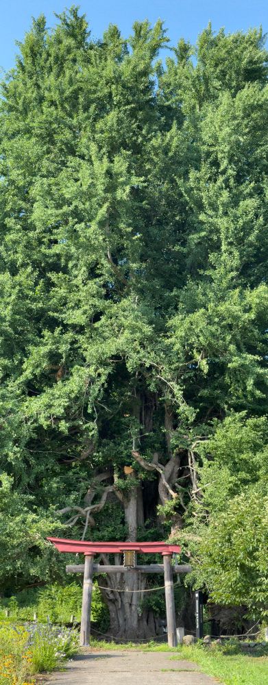 500yr old tree in Nagano Japan 