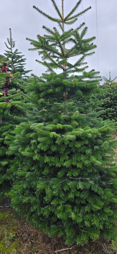 The Christmas Tree we selected 