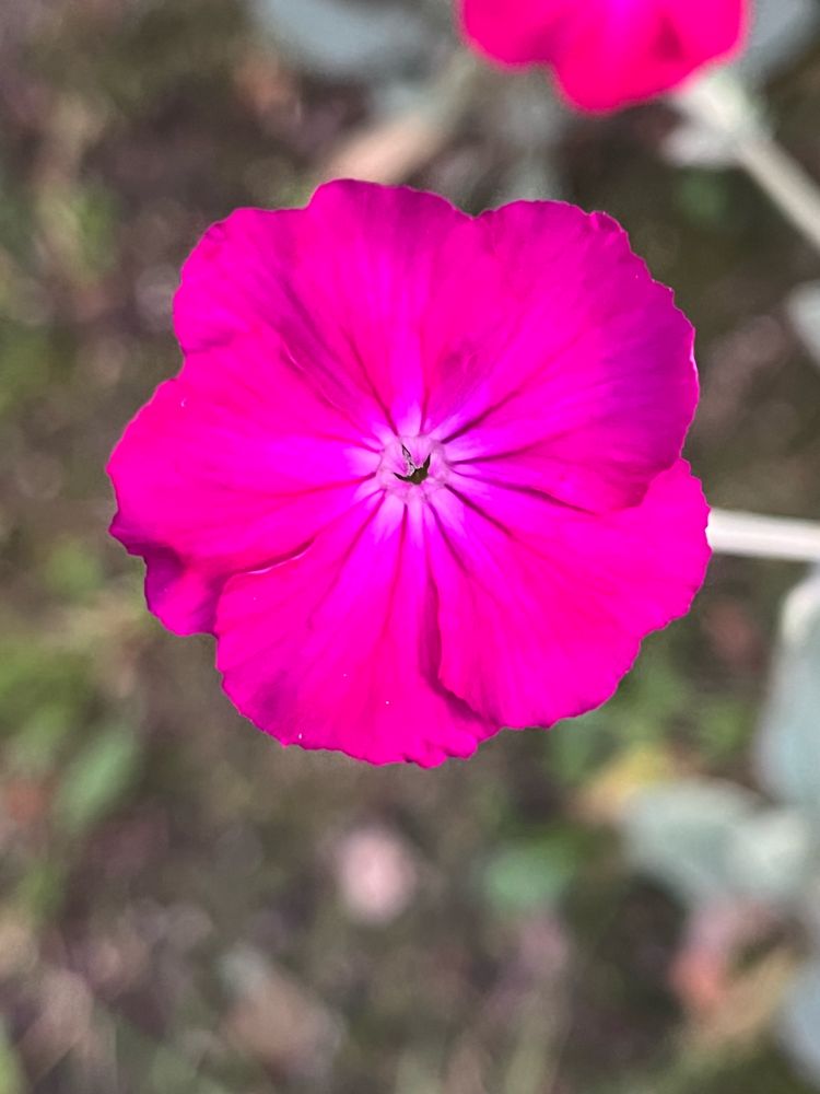 Strahlend pinke Blüte