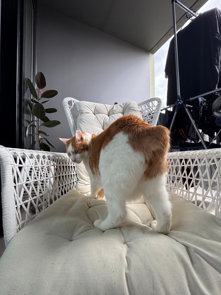 white and ginger cat sitting on white garden chair at 0.5x zoom on camera but he’s facing away from the camera with his behind close to the camera now. He has a stub instead of a tail 
