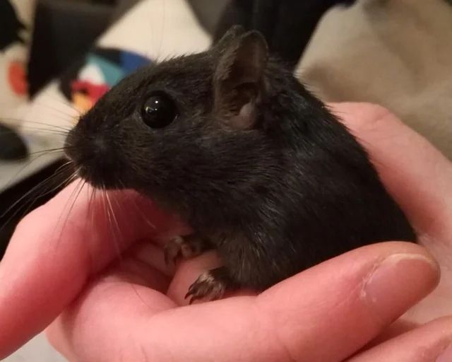 a black gerbil