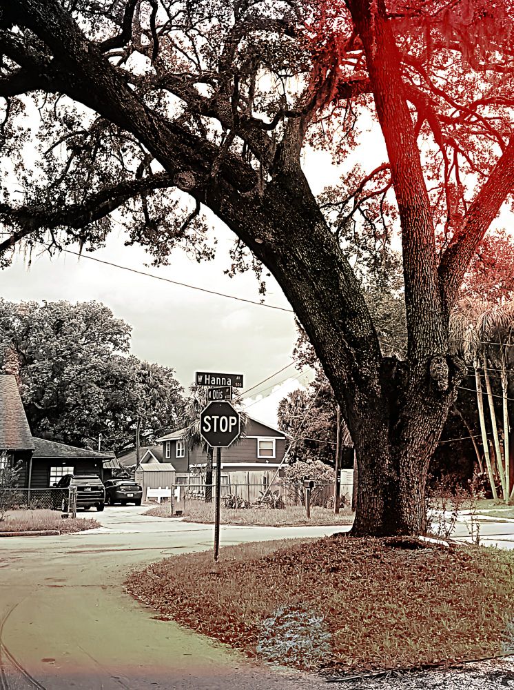 experimental tree photo