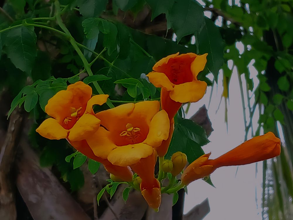 neighbor trumpet flowers 