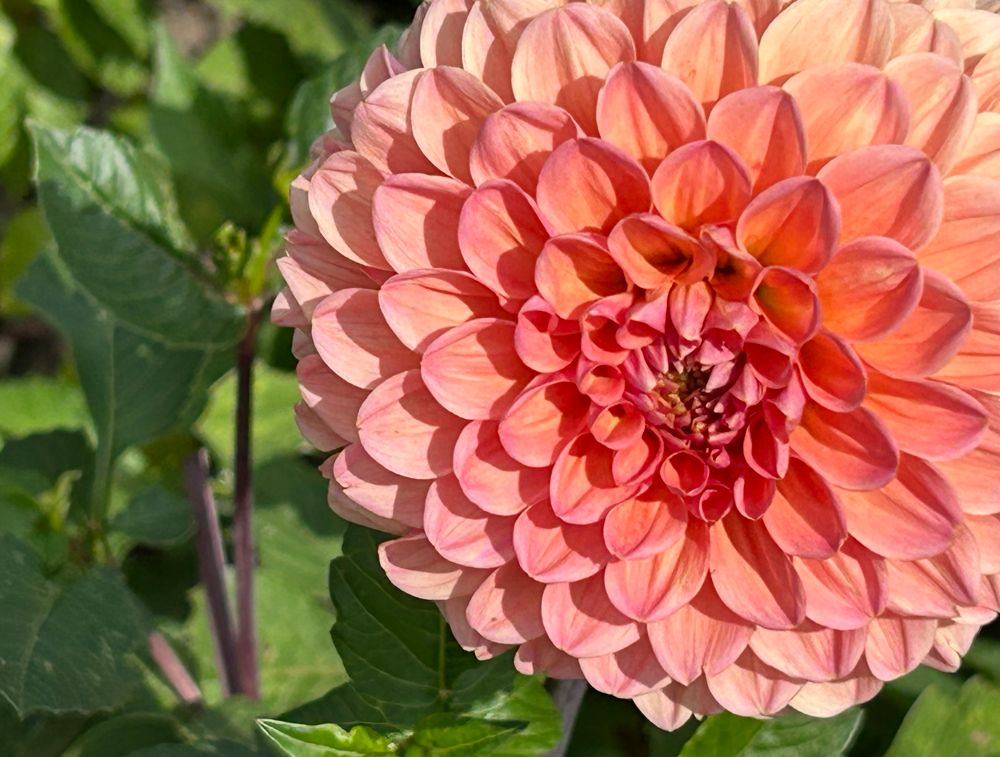 Orange dahlia against green leaves. 