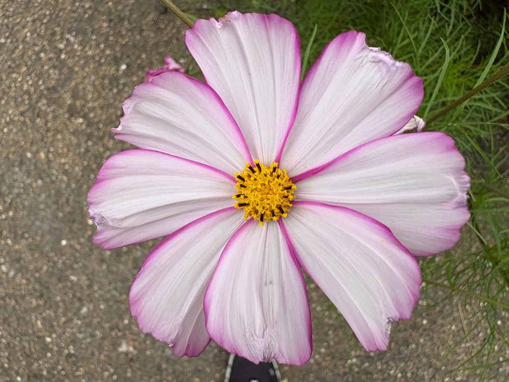 Pale pink with dark pink edged cosmos flower against dark grass background. 