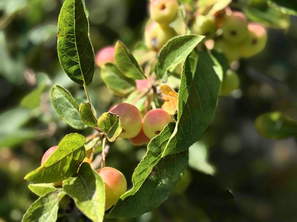 Crab apples