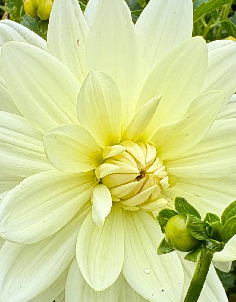 White dahlia partially open. 