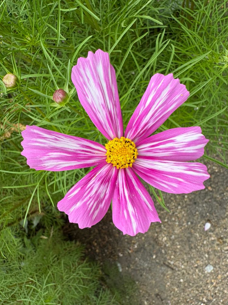 Pink variegated cosmos flower against grass background. 