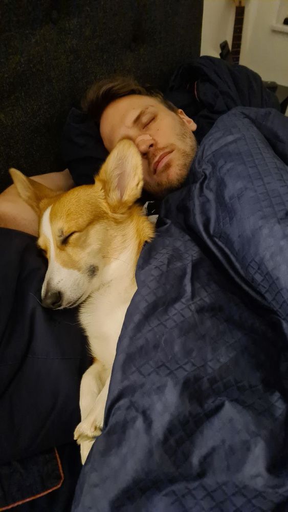 Sleeping corgi in the bed covered with a blanky next to a sleeping guy 
