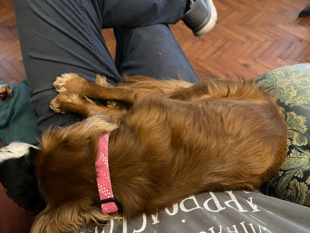 A Ruby cavalier sprawled across the lap of someone sotmg cross legged 