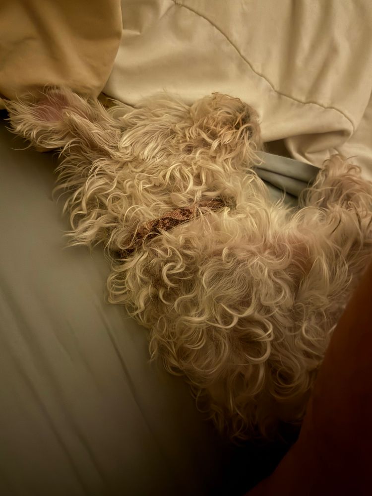 A white, fluffy but stringy stuffed animal of a dog asleep in her back. She is a Schnoodle breed and is 9lbs. 