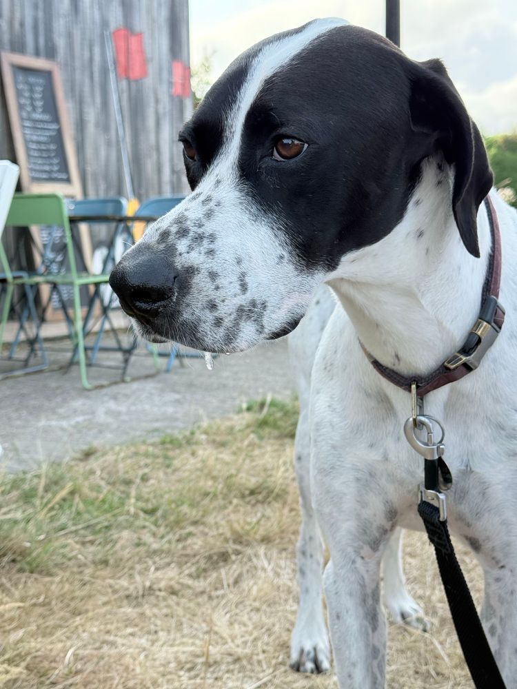 English pointer dog visibly drooling 