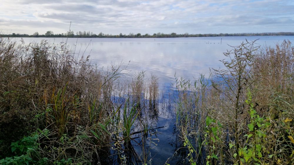 Zicht op de Surfplas bij Reeuwijk. Riet op de voorgrond, licht bewolkt. Reflectie van de wolken in het water.