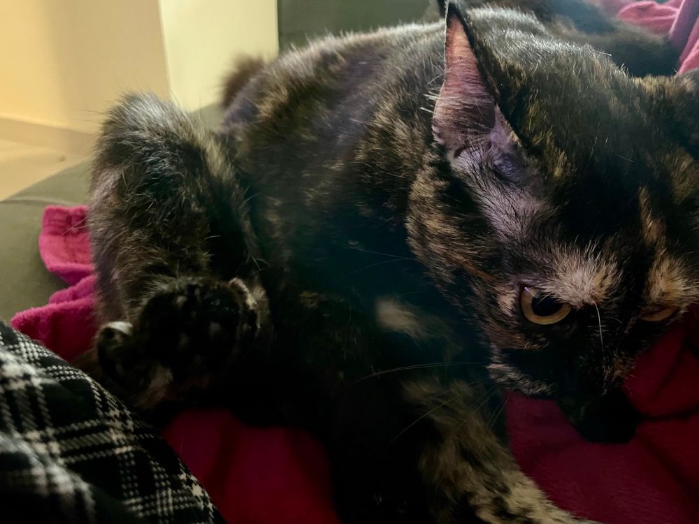 minha gata coruja meio desnorteada com olhar perdido deitadinha na mantinha